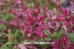  Clematis ROSALYN
